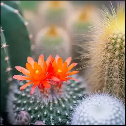 Cactus Flower & Jade Wax Melt
